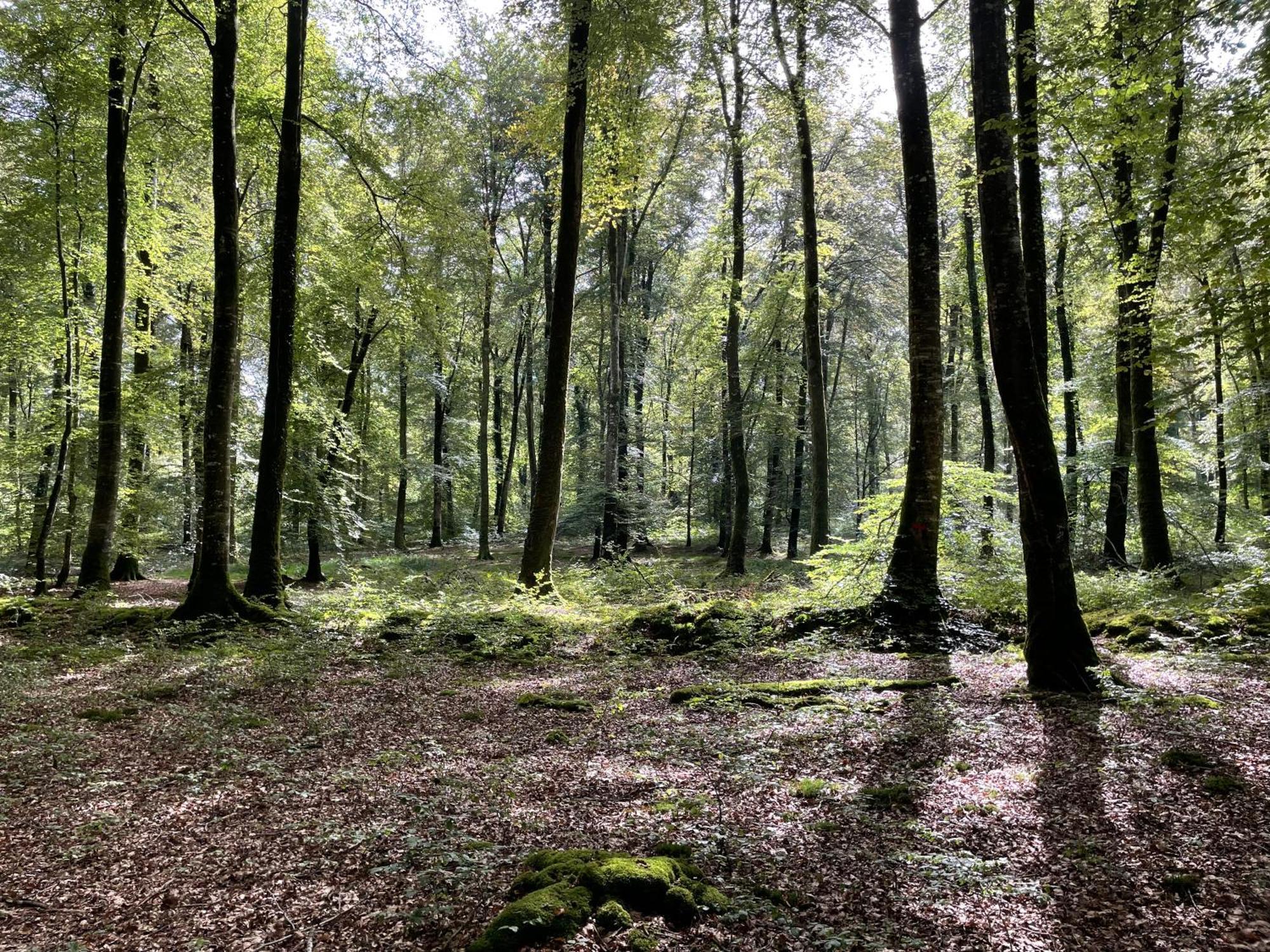Villa Le Courtil à Cerisy-la-Foret Extérieur photo